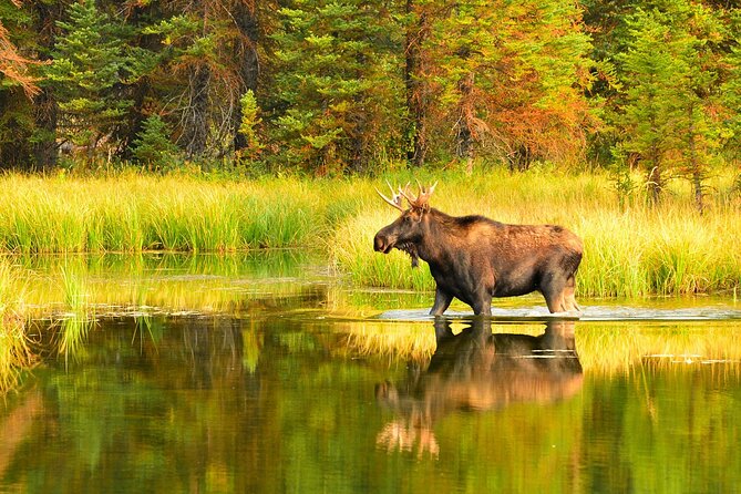 Small-Group Moose Wild Safari From Rovaniemi - Snowmobile Safari Details