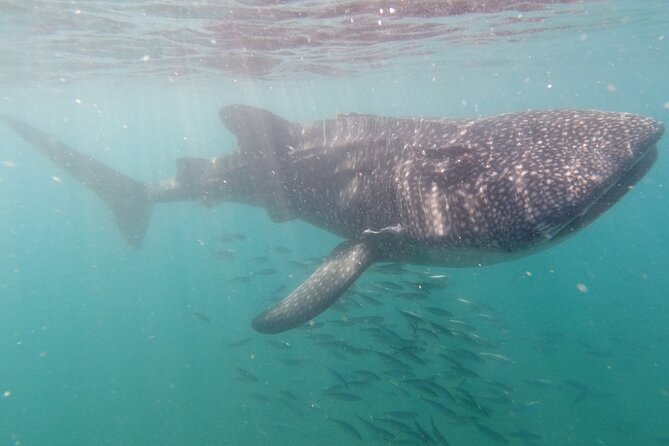 Small Group Whale Shark Snorkeling in La Paz BCS MX - Meeting Details