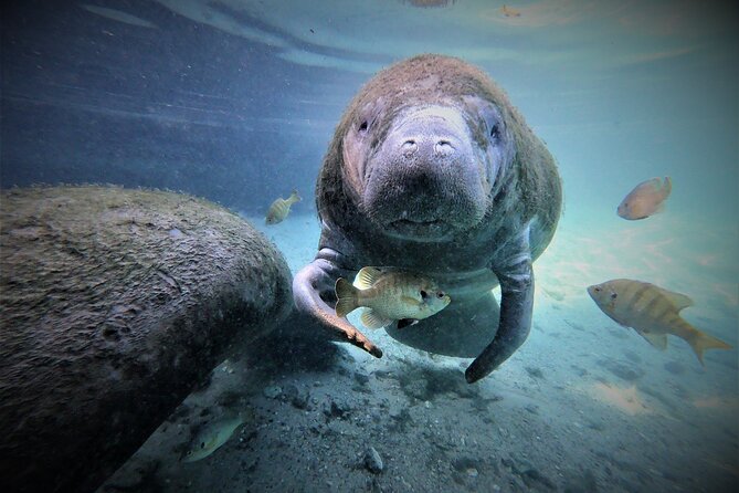 Snorkel Tour With the Manatee on Kings Bay, Crystal River - Requirements for Participation