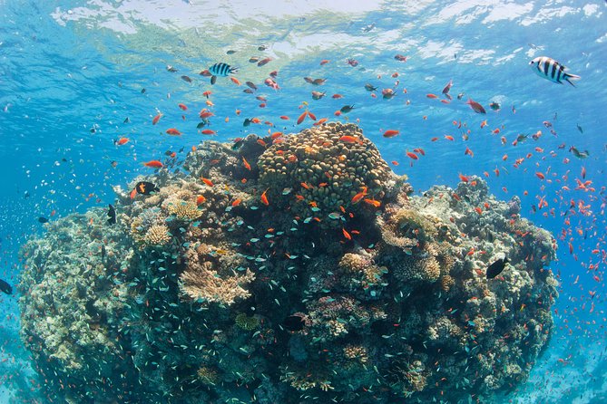 Snorkeling and White Island Tour in Sharm El Sheikh - Pickup Information
