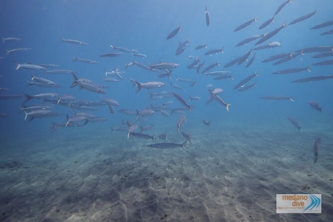 Snorkeling Excursion In South Tenerife - 3,5 Hours - Gear and Guidance Provided