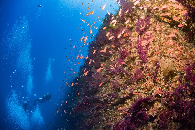Snorkeling Experience in Genoa for Small Groups - Taking in Genoas Marine Ecosystem