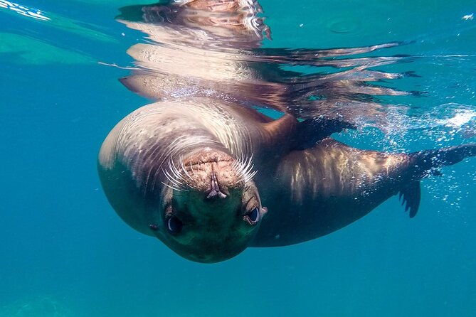 Snorkeling Open Ocean Wildlife Safari in Los Cabos With Photos Included - Meeting and End Points