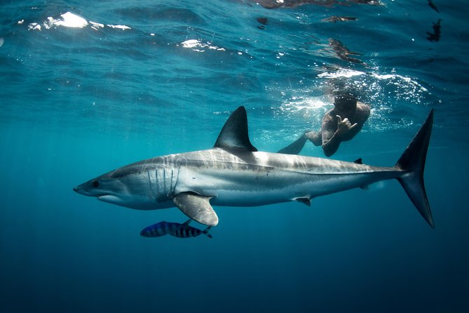 Snorkeling or Swimming With Sharks in Cabo San Lucas - Meeting and Arrival Details