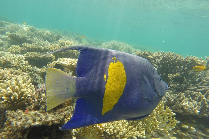 Snorkeling Trip to Utopia Island in Safaga From Luxor - Snorkeling Highlights