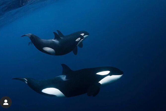 Snorkeling With Orcas in Norway, 4 Days All-Inclusive Expedition - Meeting and Pickup Details