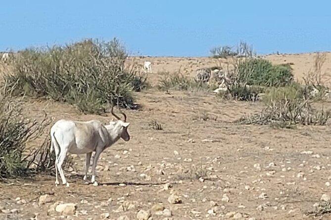 Souss Massa National Park Half Day Trip From Agadir - Transportation and Logistics