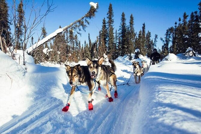 South Anchorage Turnagain Pass Spring Dog Sledding - Meeting Details