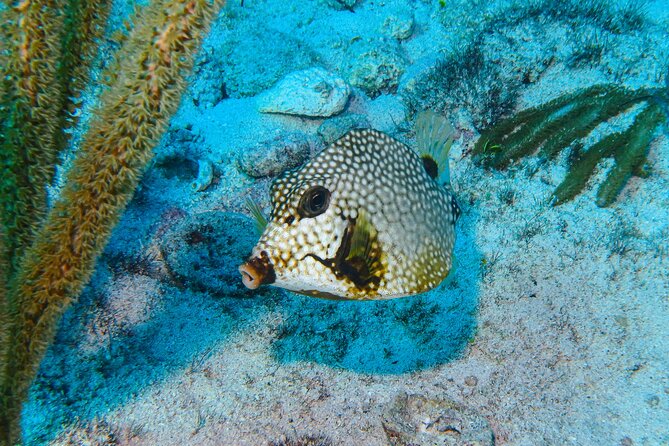 SPECIAL! Snorkel at MUSA - The Underwater Museum Reservation - Booking Information