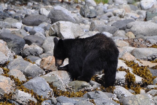 Spring Bear and Waterfall Tour - Meeting and Pickup