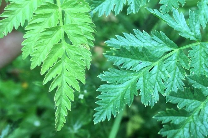 Spring Green Forage - Guided Wild Food Walk