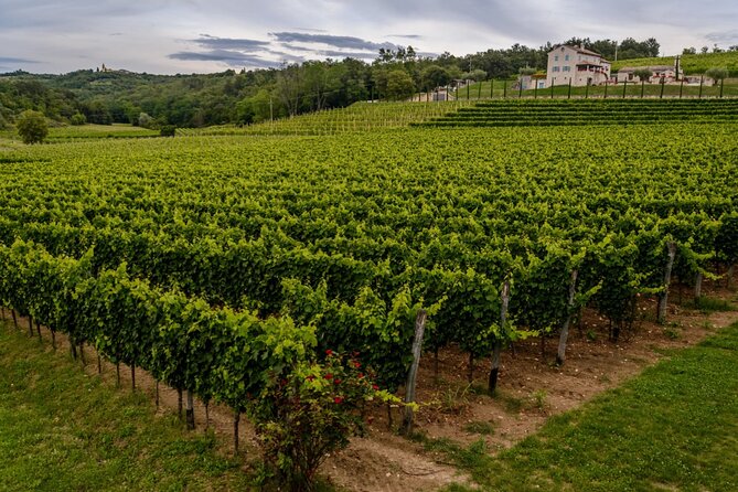 Stancija Collis: A Winery Adventure Tour in Rovinj - Inclusions