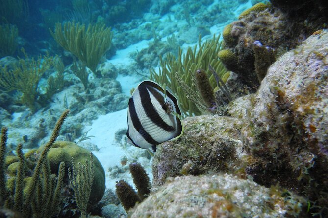 Stingray City Private Charters - Activity Details
