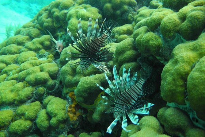 Stingray City Sandbar, Coral Gardens and 7-Mile Beach Tour - Accessibility