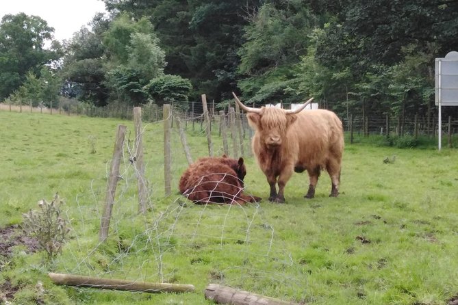 Stirling Castle, Hairy Coos & The Trossachs - Exploring The Trossachs