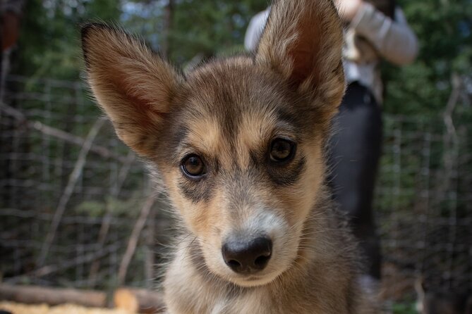 Summer Mushing Cart Ride & Kennel Tour - Meeting Point and Directions