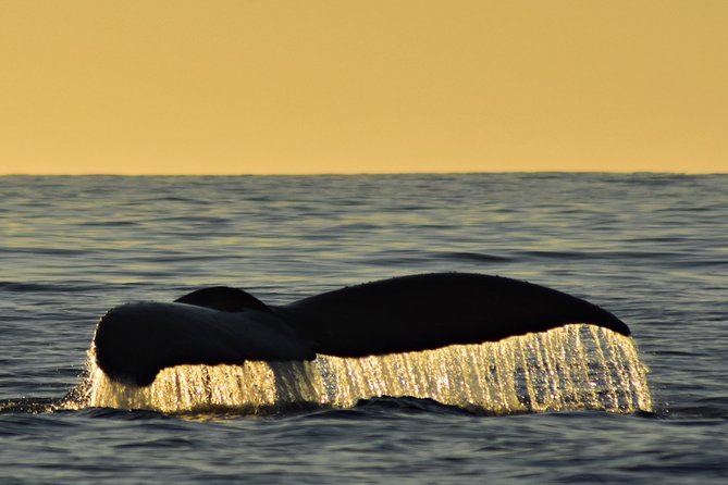 Sunset Whale Cruise in Cabo San Lucas - Meeting Point Details