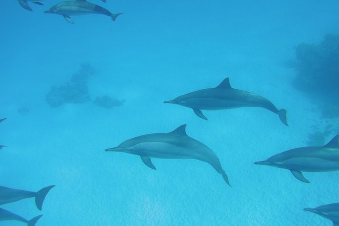 Swim With Dolphin in Dolphin House Satayeh Reef Snorkeling Sea Trip - Marsa Alam - Booking Information