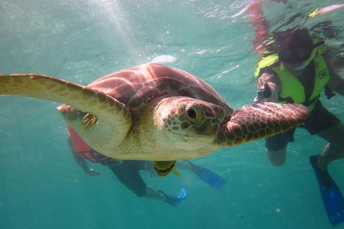 Swim With Sea Turtles - Tour Details and Inclusions