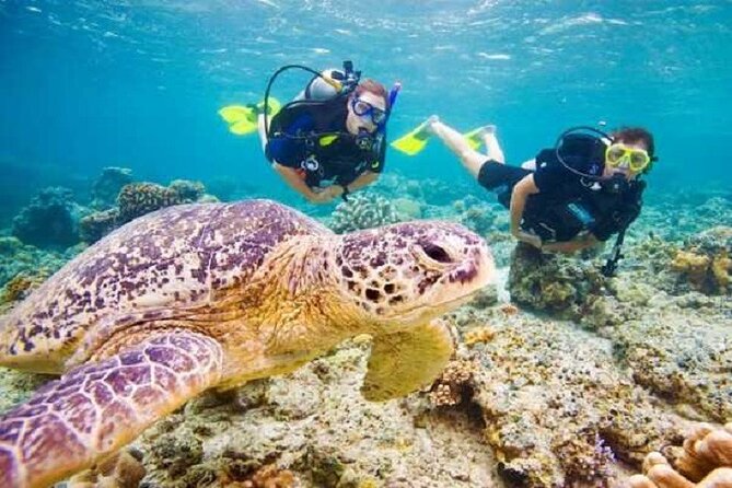 Swimming With Turtles & Dugong at Marsa Mubarak From Port Ghalib - Pickup and Dropoff Details