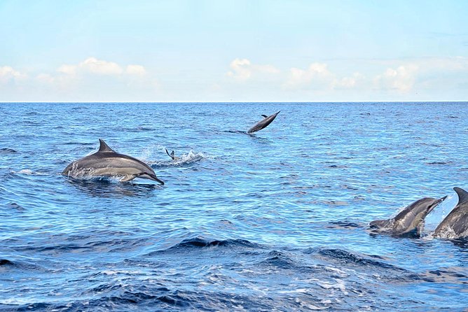 Swimming With Wild Dolphins & Whale Watching With Transportation - Inclusions of the Trip