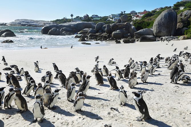 Table Mountain, Penguins Colony and Cape of Good Hope Small Group Shared Tour - Ascending Table Mountain
