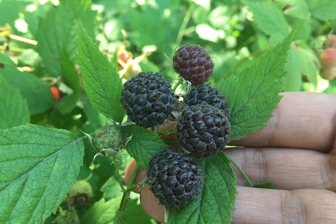 Talking Trees: Stanley Park Indigenous Walking Tour Led by a First Nations Guide - Tour Logistics and Details