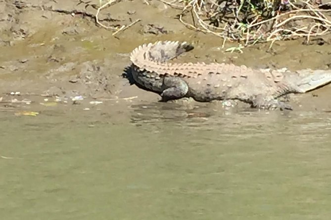 Tamarindo Wildlife Estuary Boat Ride Tour 2 Hours - Exploring Mangrove Forests