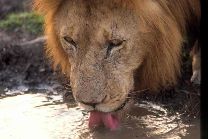 Tanzania 4 Days 3 Nights Budget Camping Safari to Serengeti and Ngorongoro - Itinerary Highlights