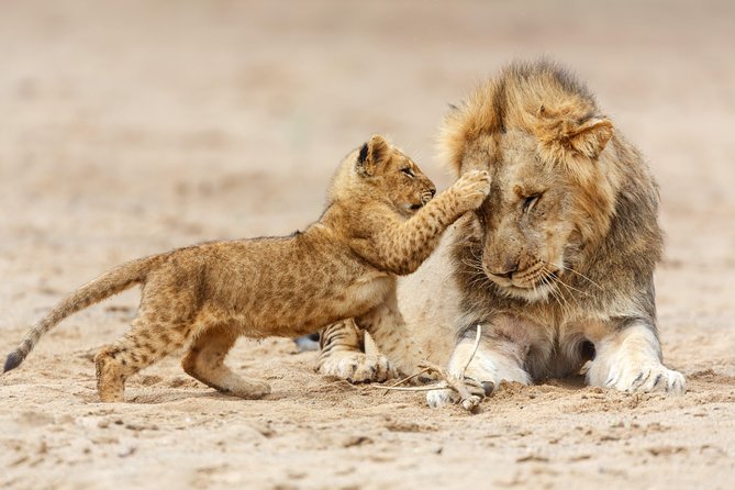 Tanzania Classic Safari - 7 Days - Accommodations and Meals