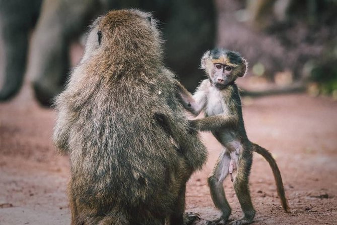 Tarangire National Park: Guided Day Tour From Arusha - Wildlife Encounters in Tarangire