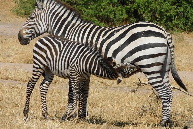 Tarangire -Serengeti & Ngorongoro Crater Budget Camping Safari - Itinerary Highlights