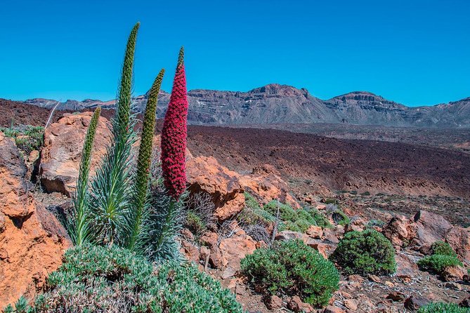 Teide National Park Half Day Tour With Hotel Pick up - Tour Duration and Limitations