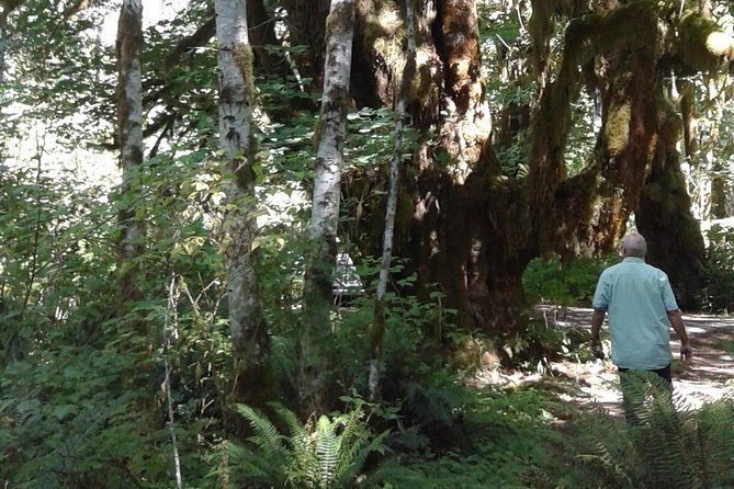 Temperate Rainforest Olympic Mountains - Picturesque Viewpoints of the Olympics