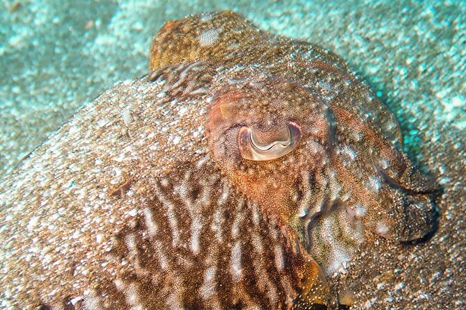 Tenerife Diving Course for Beginners With Two Dives - Meeting Location and Pickup