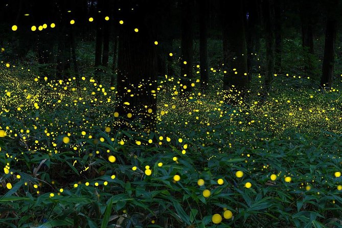 The Amazing Kuala Selangor Fireflies Tour With Dinner - Whats Included in the Package
