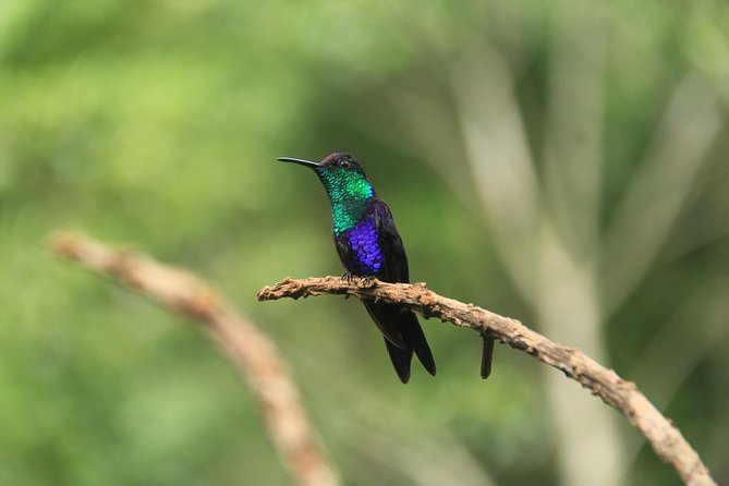 The Best Birdwatching Tour Around The Arenal Volcano - Birding Gear and Preparation