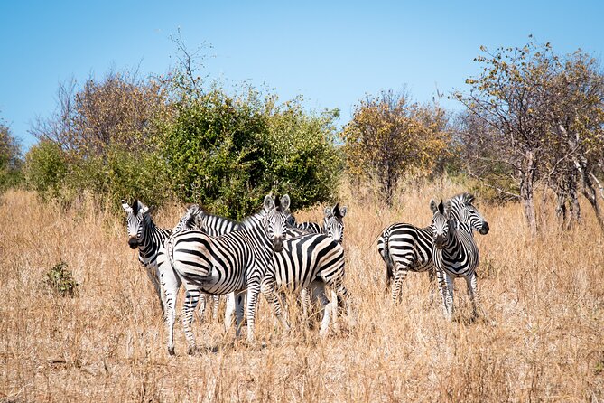 The Mosi Oa Tunya National Park Game Drive - Unique Wildlife Encounters
