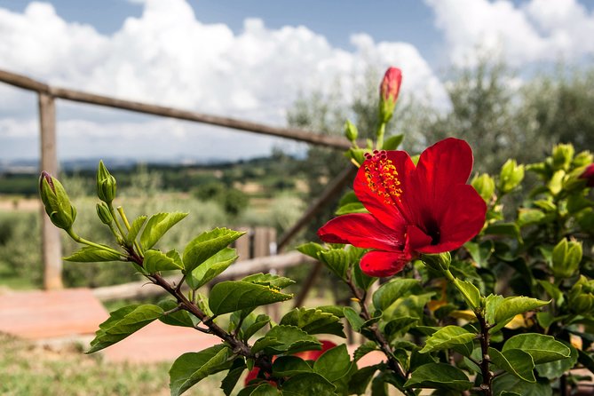 Think of a Romantic Meal in the Olive Trees Shade, Accompanied by Tuscan Wines! - Menu and Wine Pairing