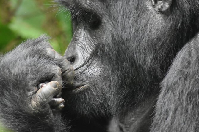 Three Days Gorilla Safaris In Uganda - Pickup and Timing