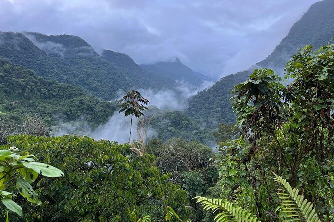 Tour Birds, Anchicaya and the Oasis of the Siren - Highlights of the Tour