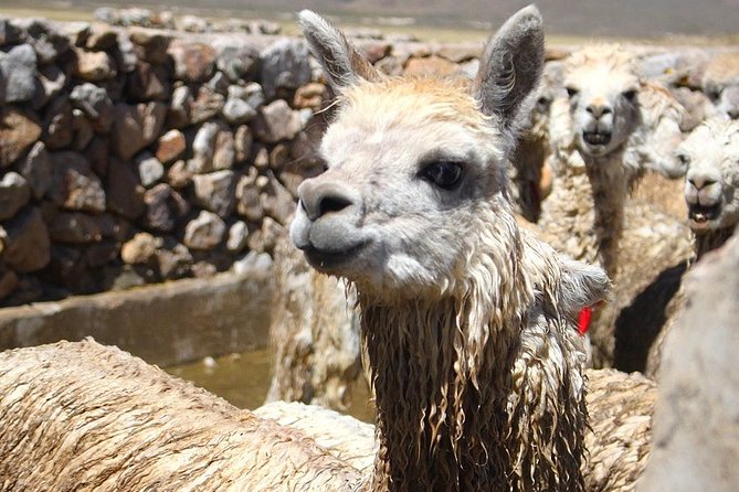 Tour Colca Canyon and Valley of the Volcanoes 3Days - Included in the Tour