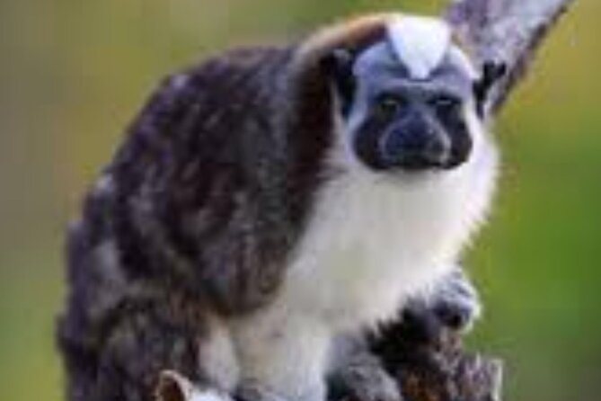 Tour Gatun Lake Wildlife Monkey Watch and Sloth Sanctuary - Highlights of Gatun Lake