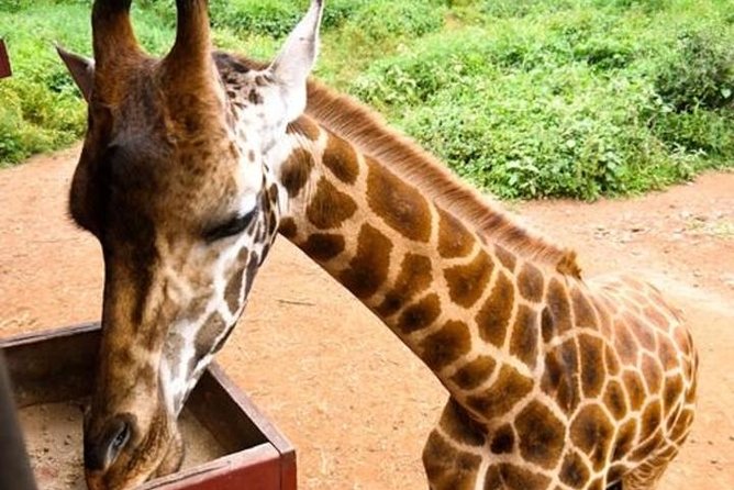 Tour Giraffe Center,Karen Blixen and Lunch Carnivore Restaurant - Giraffe Center Experience