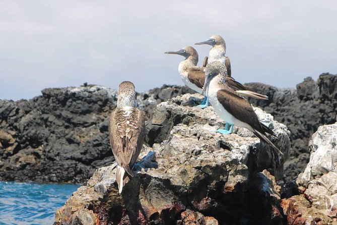 Tour to Tintoreras Bay From Isabela Island - Booking Information