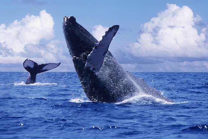 Tour With Whale Watching in Samaná, Beach and Waterfall - Pickup and Reservation Details