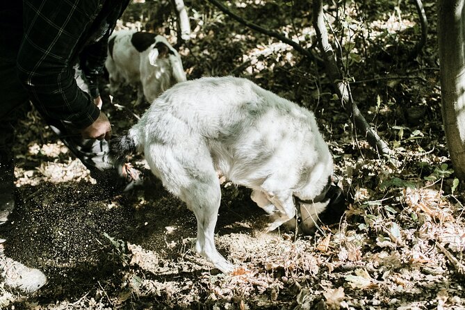 Truffle Hunting With Tasting - Dining on Truffle-Infused Delicacies