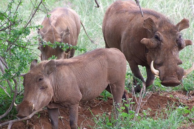 Tsavo East and Ngutuni Sanctuary Safari 3 Days From Mombasa - Itinerary and Highlights of the Safari
