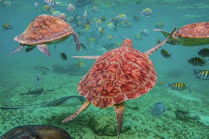 Tulum, Snorkeling With Sea Turtles, Cenote and Beachside Lunch - Itinerary and Activities