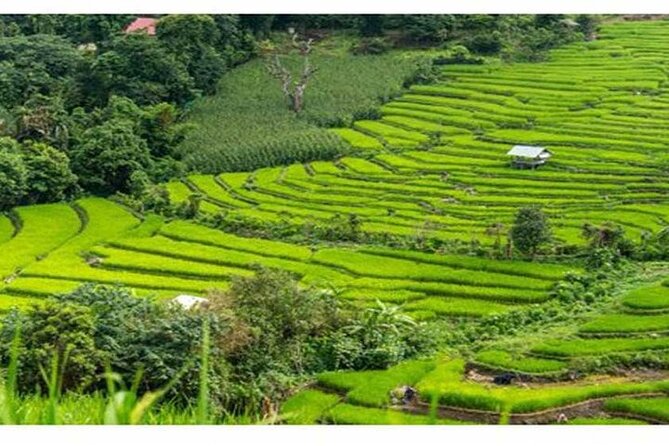 Ubud Natural Scenery With Swing - Swinging Over Stunning Landscapes